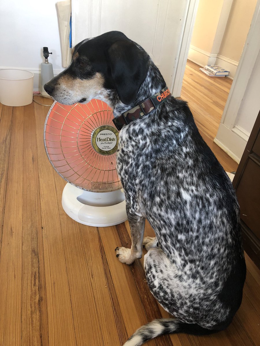ilanamcramer's tweet photo. @rjclancy6 And dogs https://t.co/ruz8S1Ockl