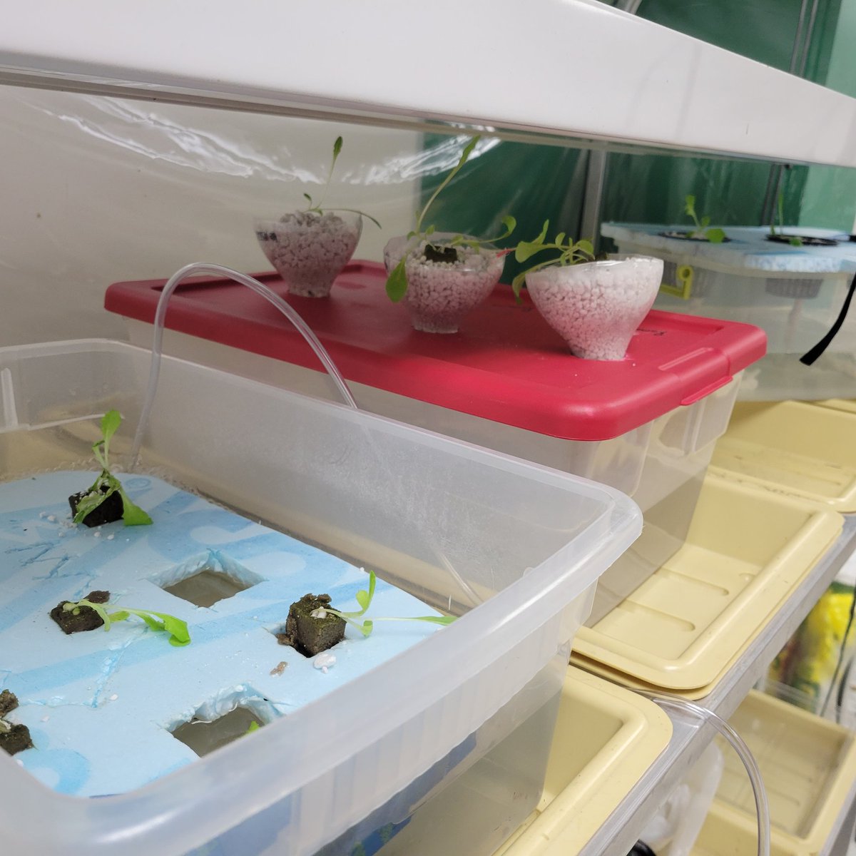 BooneAgSci's tweet photo. Plant Science Ss @BooneToreadors are growing hydroponic lettuce in systems they designed and built! #AgSci https://t.co/66eYkYAizZ