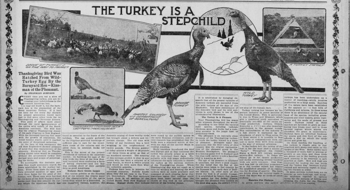 Rutgers_SCUA's tweet photo. According to this article, we should give thanks to the barnyard hen, the stepmother to the turkey, which provides us with prized feasts during Thanksgiving.  
https://t.co/SfIrMRBXRW
#TurkeyTrot #ChronAmParty #RutgersLibraries #RutgersSCUA #NJDNP #SpecialCollections https://t.co/eOFWlRywqC