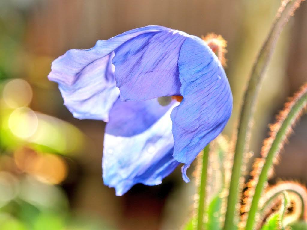 JulieMerrall1's tweet photo. Meconopsis Dalemain... my gardens pride and joy for  #AlphabettyBlooms today.
 #MentalHealthMatters
#EveryoneNeedsNature #NatureHeals #flowerphotography https://t.co/rbPa9BfCLG