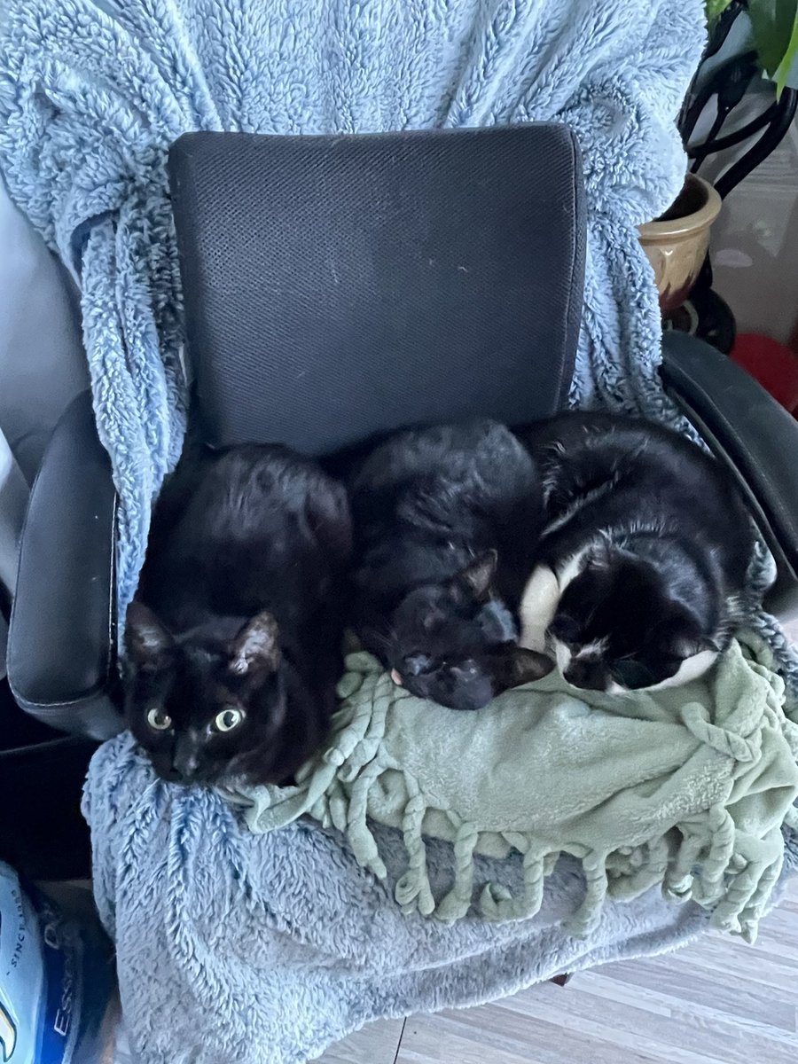 BeingFrankle's tweet photo. When mom works from home, she has to do cat removal before she can sit down. #dogsoftwitter #CatsOfTwitter #blackcats #blackandwhitecats #workingfromhome #workingfromhomeproblems https://t.co/w7J4BKsR5i