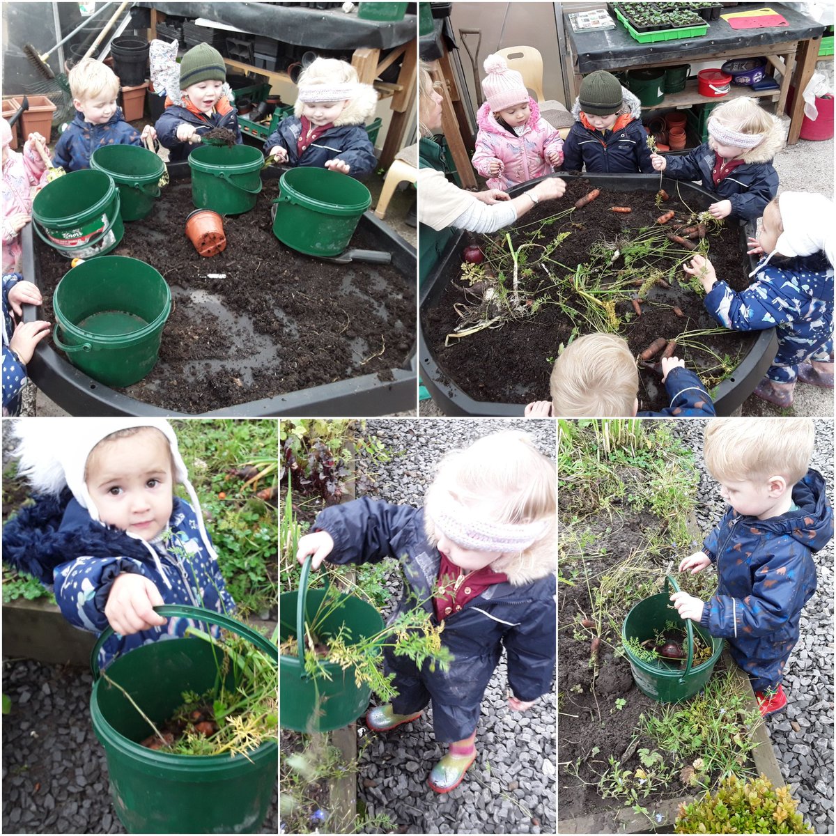 AshbridgeMaxy's tweet photo. Poppies enjoyed picking some carrots from the garden #poppies #poppies@maxy #ashbridge #gardening https://t.co/QkT4aeIVEE