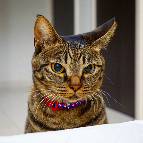 【マンガ】飼い主「暑いから離れて?」猫「いやぁぁぁ!」 のどが渇いても飼い主の布団に入りたい甘えん坊猫がかわいい https://t.co/S1zGUbuNKX @itm_nlabより