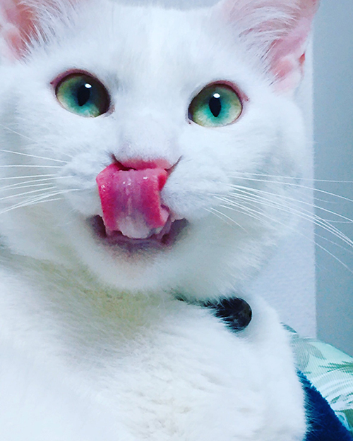 【マンガ】飼い主「暑いから離れて?」猫「いやぁぁぁ!」 のどが渇いても飼い主の布団に入りたい甘えん坊猫がかわいい https://t.co/S1zGUbuNKX @itm_nlabより