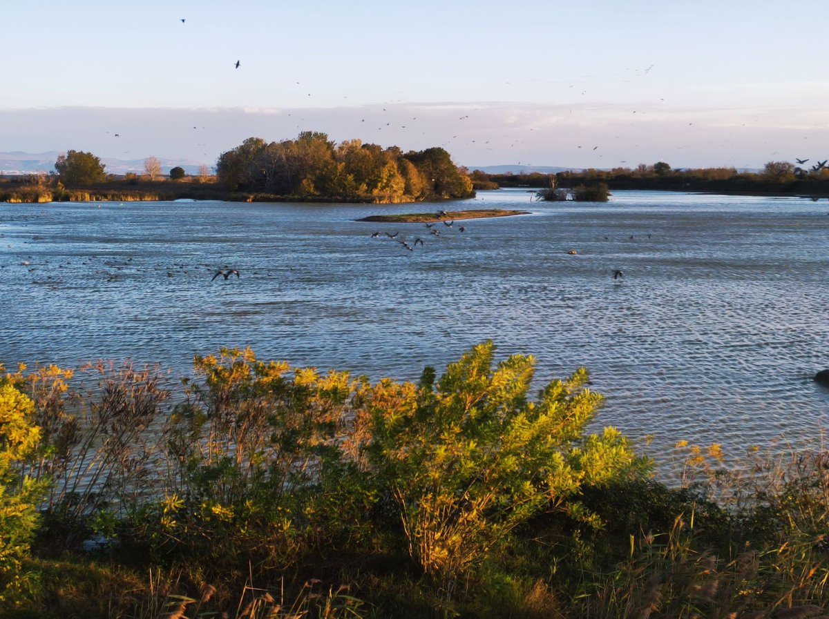FoceIsonzo's tweet photo. SABATO 20 NOVEMBRE 
SEMINARIO + ESCURSIONE sul tema “Relazioni tra attività agricole, gestione del reticolo idrico secondario e biodiversità”

Info➡️https://t.co/AMPwOMdwcJ https://t.co/1m7NhmG06n