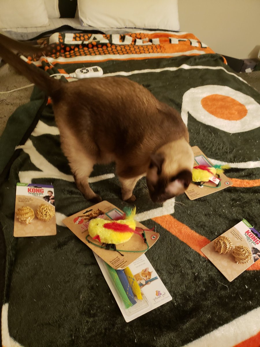JulesandN's tweet photo. Today is Jules' 6th birthday! She loves to go outside, loves her heating pad and loves her catnip stick and bird from @Chewy Love her with all my 💕 Happy birthday Miss Jules!!😻😻🥳🥳  #HappyBirthday #cute #birthdaygirl #CatsOnTwitter #CatsOfTwitter #CatsLover #RetweeetPlease https://t.co/AMnnuw7AOA