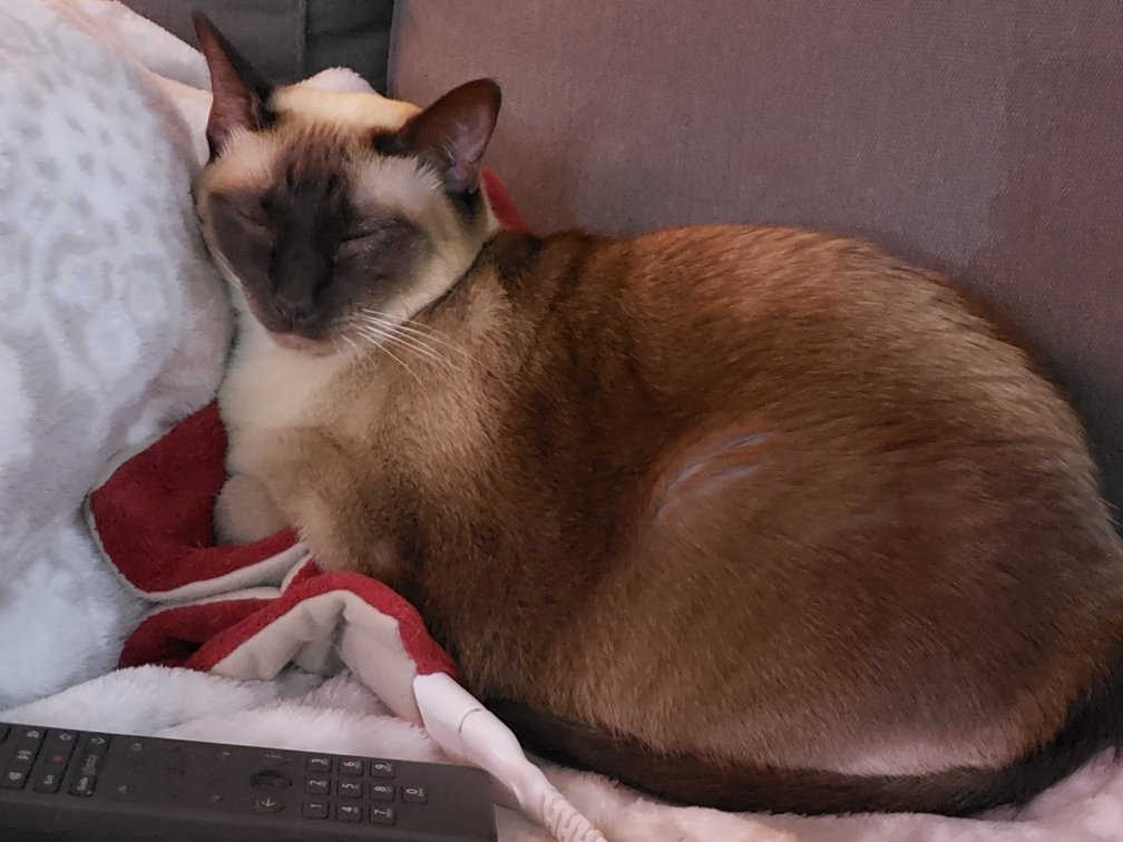 JulesandN's tweet photo. Today is Jules' 6th birthday! She loves to go outside, loves her heating pad and loves her catnip stick and bird from @Chewy Love her with all my 💕 Happy birthday Miss Jules!!😻😻🥳🥳  #HappyBirthday #cute #birthdaygirl #CatsOnTwitter #CatsOfTwitter #CatsLover #RetweeetPlease https://t.co/AMnnuw7AOA