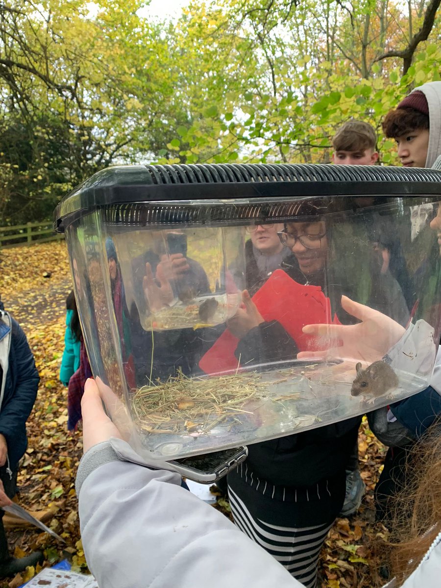 RishworthSci's tweet photo. 3 have been caught. All released safely and unharmed. #mice #humanetraps #properscience #realscienceisnotjustinalab https://t.co/C5zflxU5wb