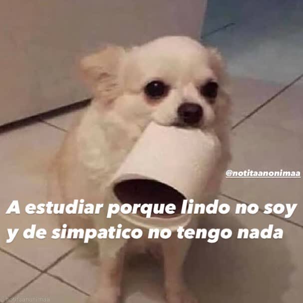 gatitos shitposting (@gatito_shitpost) on Twitter photo 
