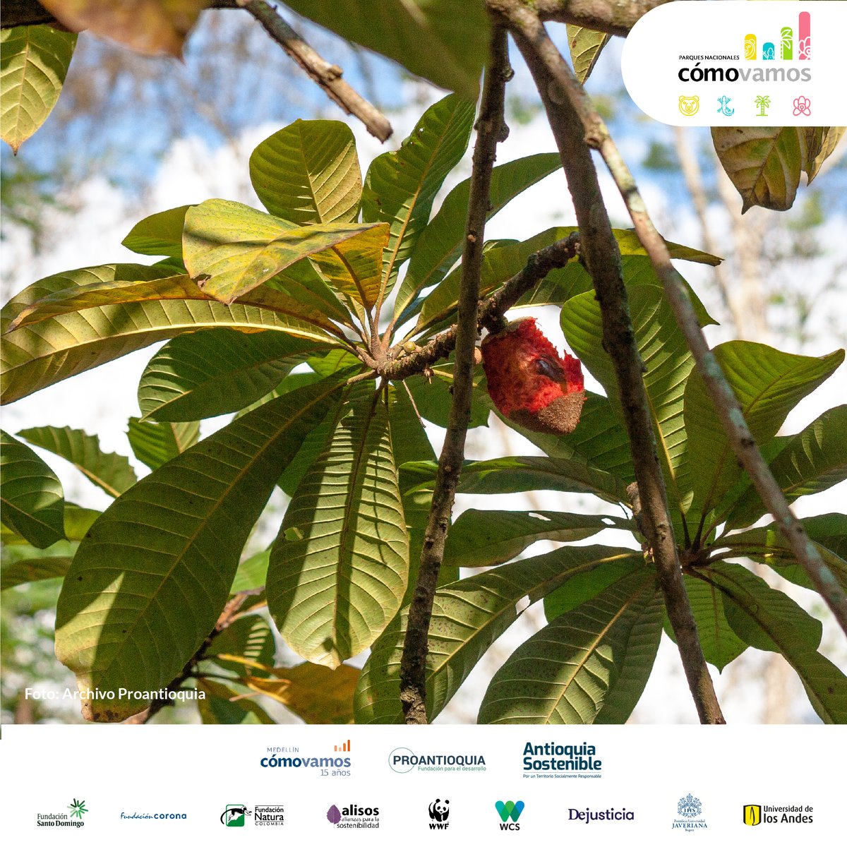 #18DeNoviembre 2:00 pm. Hablamos de los Parques Nacionales Naturales de Antioquia con @rosanaarizmendi, coordinadora de Proyectos de Conservación en <a href="/PantheraCats/">Panthera</a>; <a href="/FedericoBoteroj/">Federico Botero J.</a>,  gerente de Ecoral y Camilo Trujillo, Analista  de Innovación y Sostenibilidad en XM filial de ISA