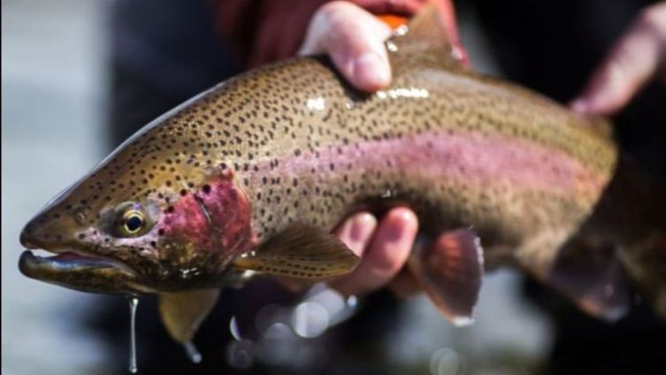 AES_LakeWork's tweet photo. Trout Stocking Time 🐟 - As the water temperature drops our phones begin to ring with trout orders. December is the prime time to stock ponds, lakes, and streams with Rainbow Trout. https://t.co/I1gPKrIXjt https://t.co/PFm0YmZCfZ