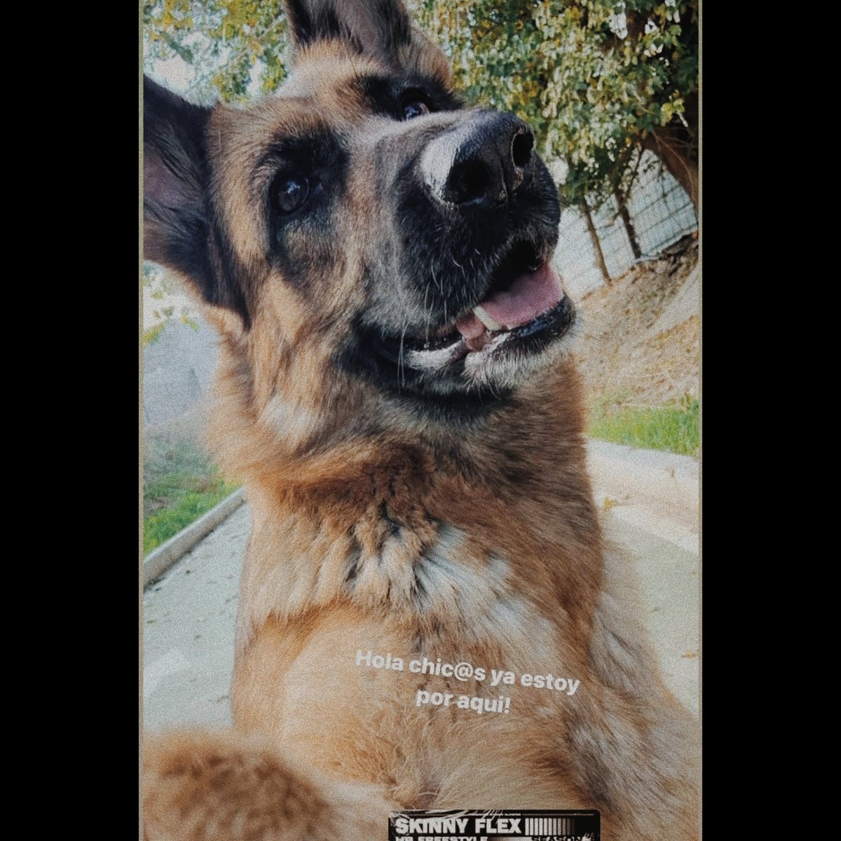 No es mi mascota pero si la amo más reviento, no siento por nadie el amor que le tengo a ella, la amo hasta la médula, y a su mamá tambuen <a href="/lalauramoreno/">lalauramoreno</a> 🤗❤❤❤