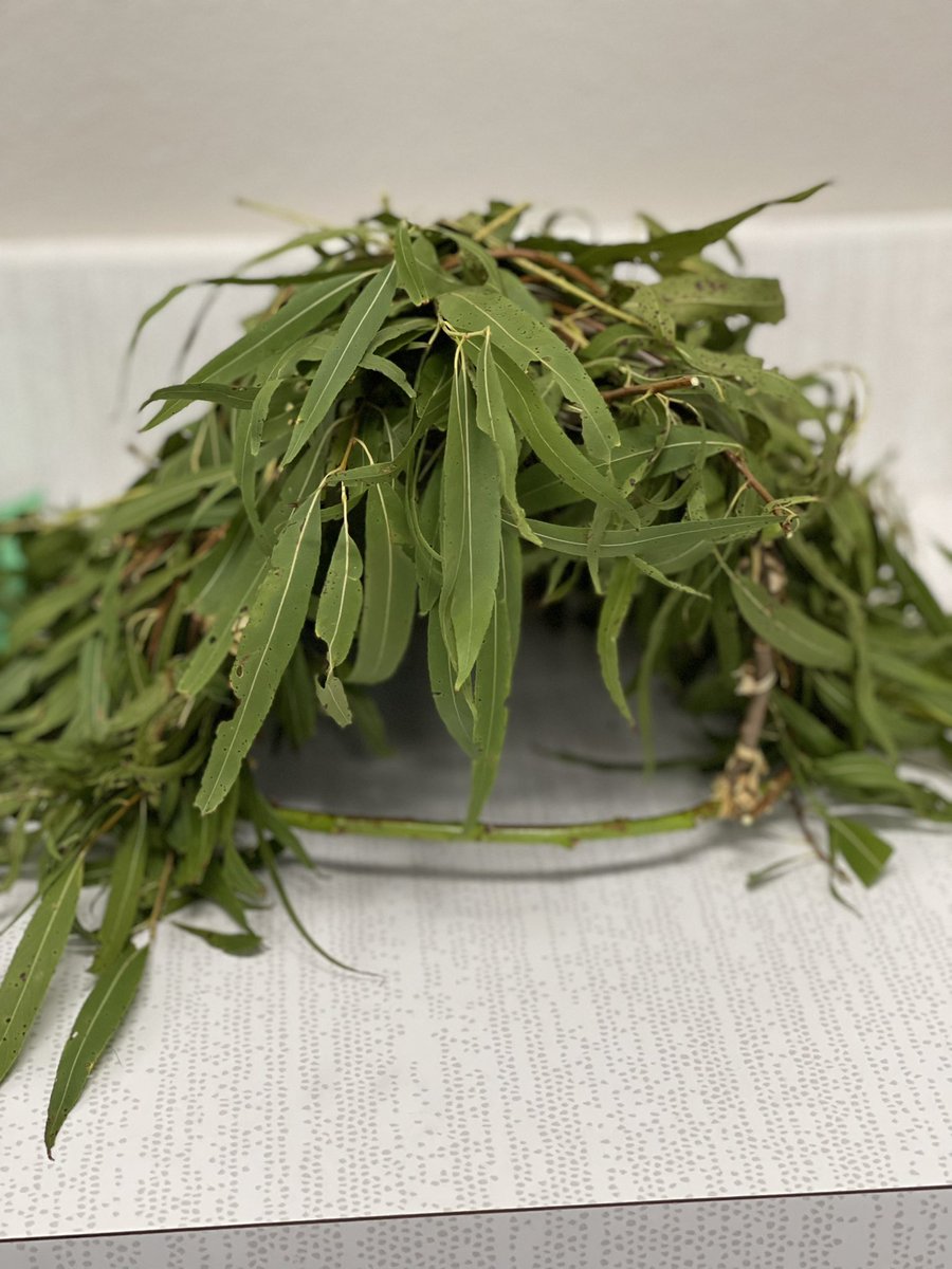 rachcmaresh's tweet photo. 2nd grade GT students @CharterOakElem are learning the “Wampanoag Way” by completing a Wetu STEM challenge! Tomorrow we will put their designs to the test with wind, rain, and snow! https://t.co/qi8GwWQzJ7