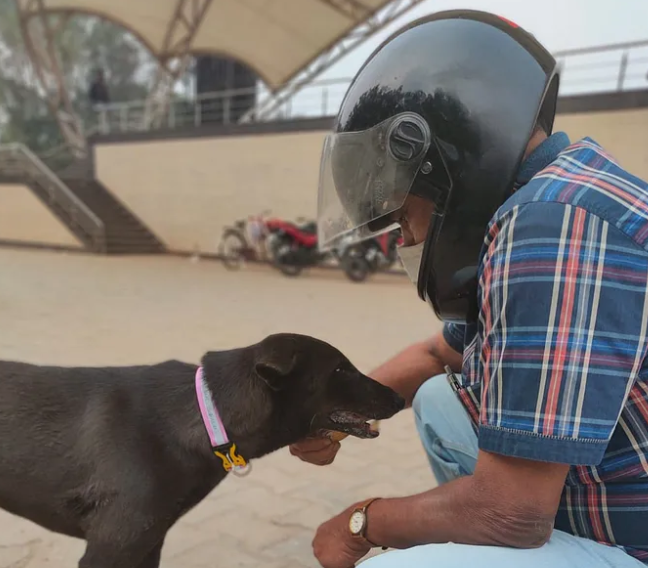 donatekart's tweet photo. Update Alert - Happy faces of cute puppers made our Tuesday.
The #StreetDogsOfRanchi are being well-fed all because of your love, thank you ♥️🙌 https://t.co/apyPmR6eXm