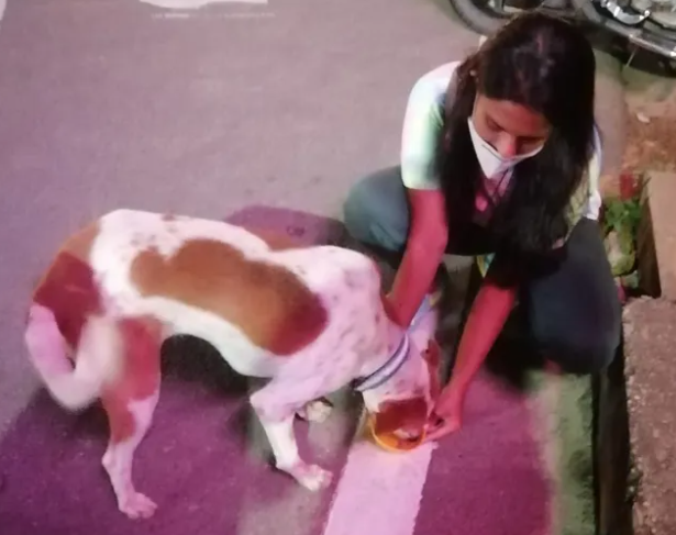 donatekart's tweet photo. Update Alert - Happy faces of cute puppers made our Tuesday.
The #StreetDogsOfRanchi are being well-fed all because of your love, thank you ♥️🙌 https://t.co/apyPmR6eXm