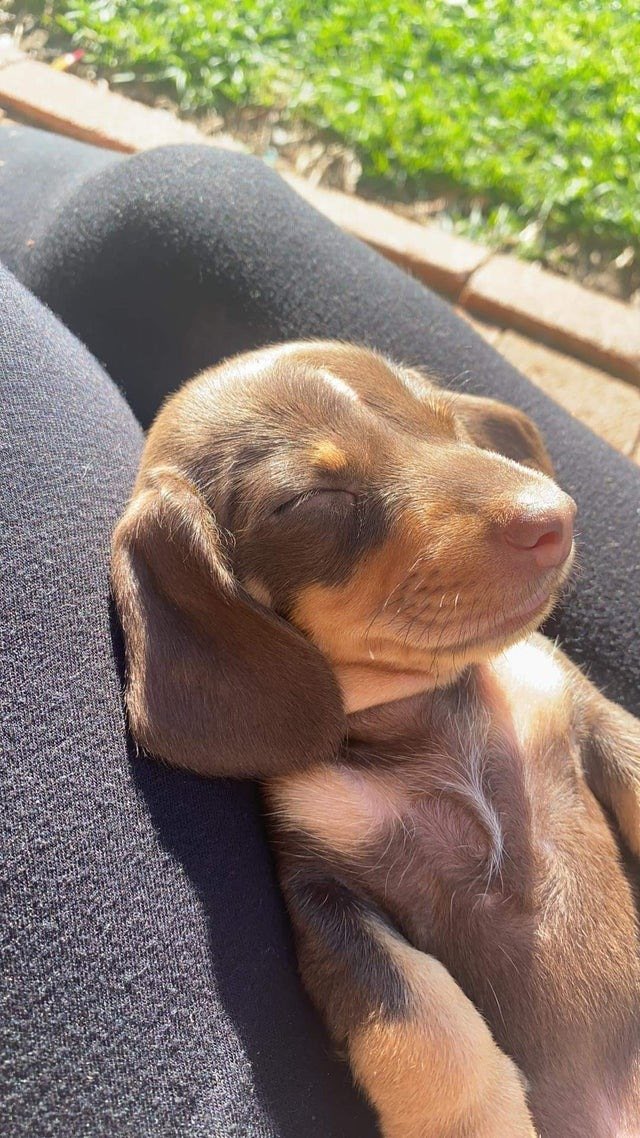 Gordito_Perrito's tweet photo. ☀️ https://t.co/91xicW5uwp