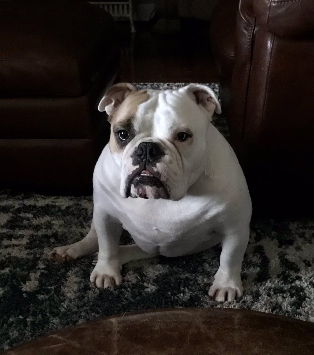 Normanthebully's tweet photo. So I’ve been informed it’s my gotta day…3years💕
I guess I gained a bit of weight 😊 https://t.co/EpFMxX7OX6