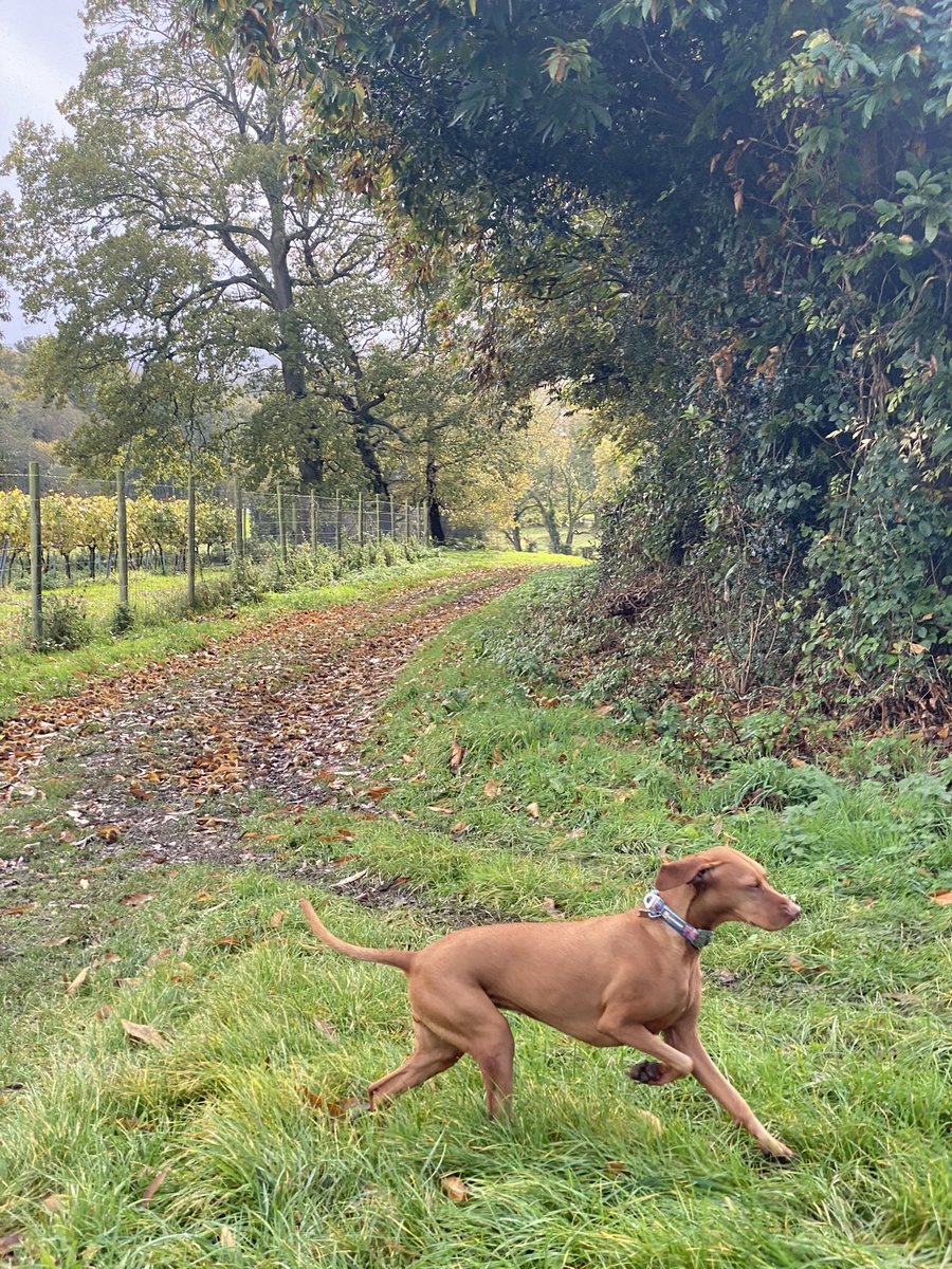 It’s a vineyard dogs life 🐕🍇

We can always rely on ‘Chief Wine Vizsla’ to bring the energy to the winemaking. #hungarianvizsla 
#vineyarddog #hoffmannandrathbone #eastsussex