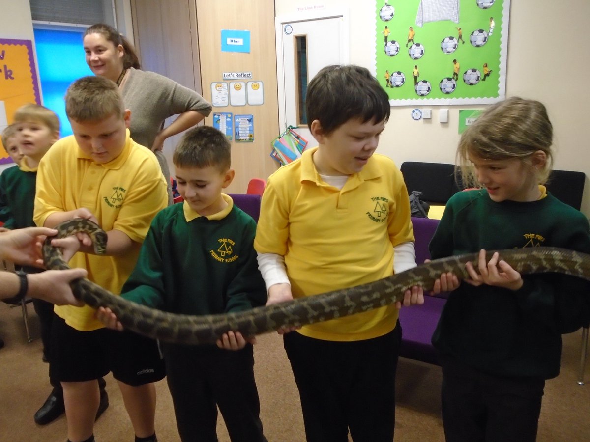 firsprimarysale's tweet photo. #MissButtersclass had some very creepy crawly visitors this morning.... tarantulas, giant African land snails, geckos, cockroaches, snakes, owls, stick insects and a tenrec! We all enjoyed learning about each animals and even got to hold some! https://t.co/oMS7tRCC6P