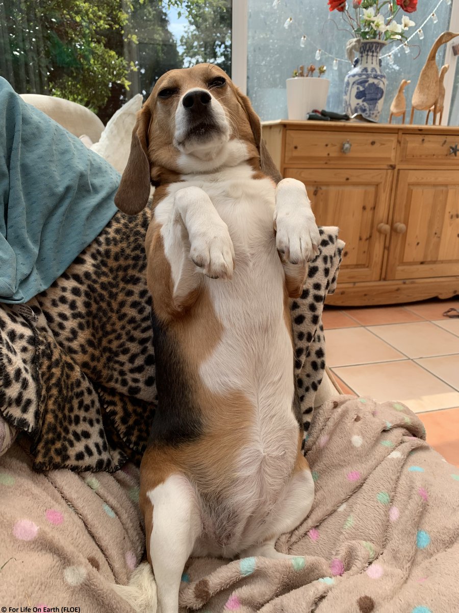 BREAKING NEWS - please RT - star singer @willyoung has chained himself to the railings at #MBRAcres, defying the High Court Injunction and risking arrest ❤️🐾 <a href="/JournoJane/">Jane Dalton</a> <a href="/Claire_Col/">Claire C</a> <a href="/Cambslive/">Cambridgeshire Live</a> <a href="/JonIronmonger/">Jon Ironmonger</a> <a href="/rickygervais/">Ricky Gervais</a> <a href="/PeterEgan6/">Peter Egan</a>

#FreeTheMBRBeagles #EDM175 #EndAnimalTesting