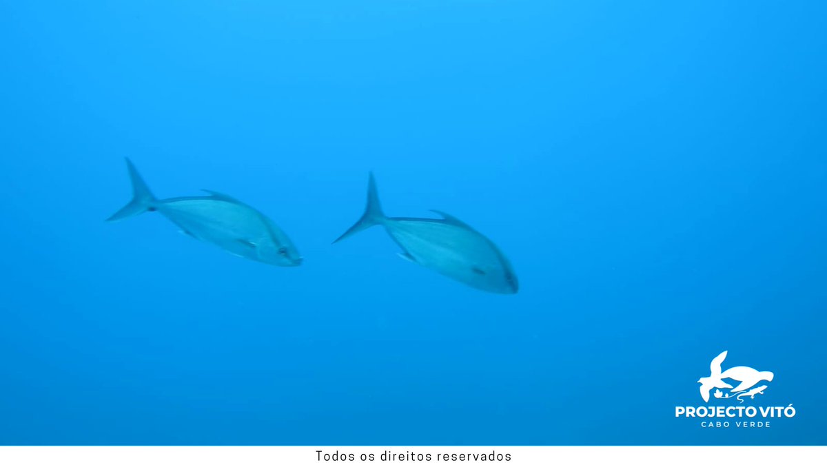 projecto_vito's tweet photo. With eyes set on the future we're represented by members and technicians in the "Open Water Dive" #trainingcourse, whose objective was to train them with advanced #underwater diving techniques using bottles safely. Monitoring #underwaterfauna is one of the goals we aim to achieve https://t.co/eEsiEiOGaC