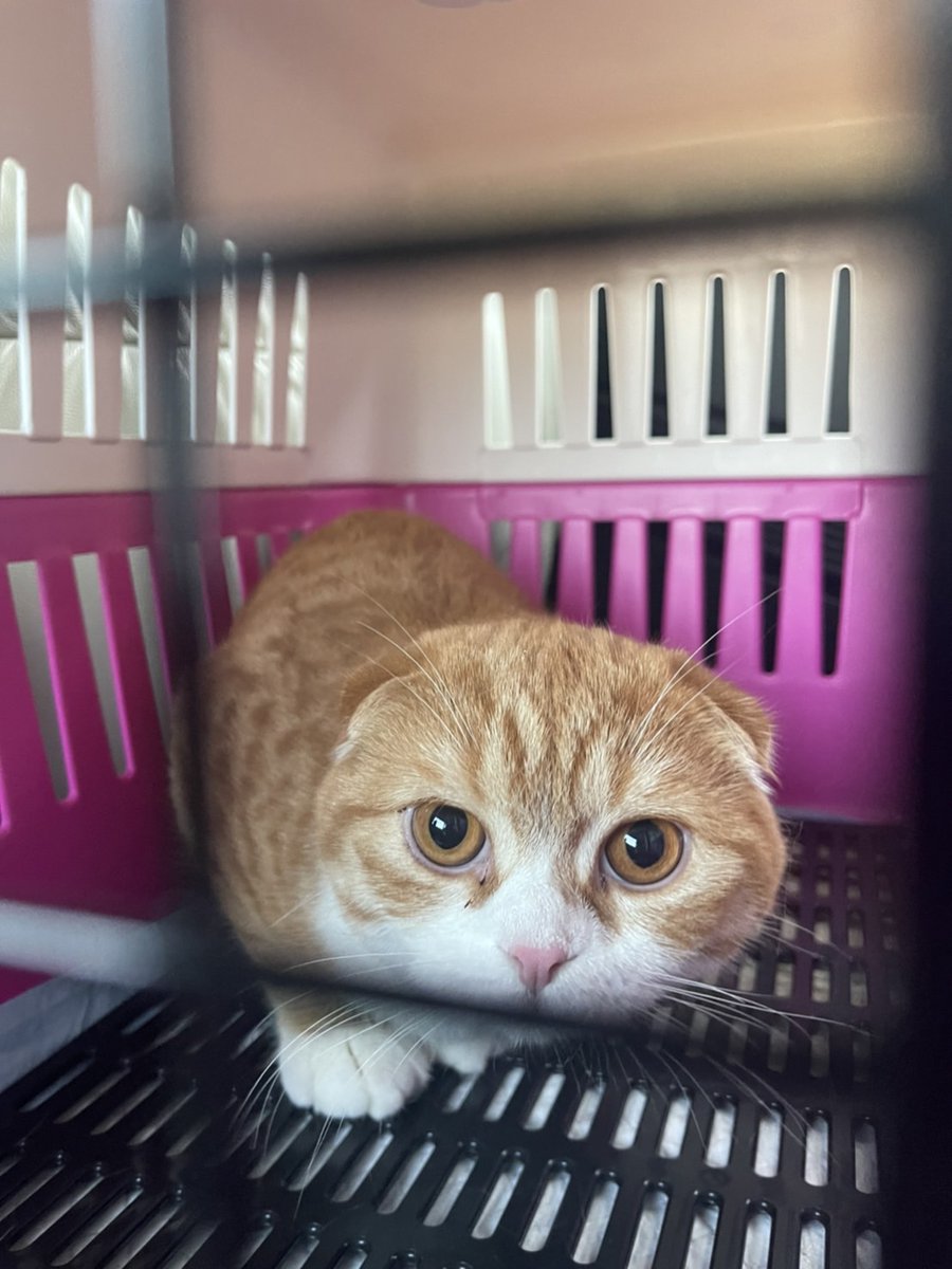 kvcatimport's tweet photo. นำเข้าน้องแมว และนำส่งให้ลูกค้าเรียบร้อยแล้ว
และนำส่งเชียงใหม่ ขอขอบพระคุณครับ
https://t.co/ZmgLHQaryu
#แมวนำเข้า #แมวรัสเซีย 
#petexport #petimport #บริติส
#britishshorthair #นำเข้าแมว
#บริการขนส่งสัตว์เลี้ยงระหว่างประเทศ
#ขนส่งสัตว์เลี้ยง  #นำเข้าสัตว์เลี้ยง https://t.co/c4Btqh2yhL