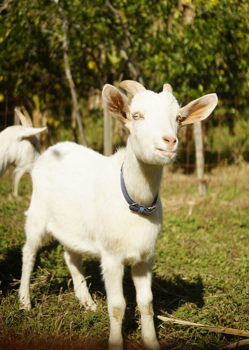 ヤギの人 電波の届かない所にいます Yusai00 Twitter