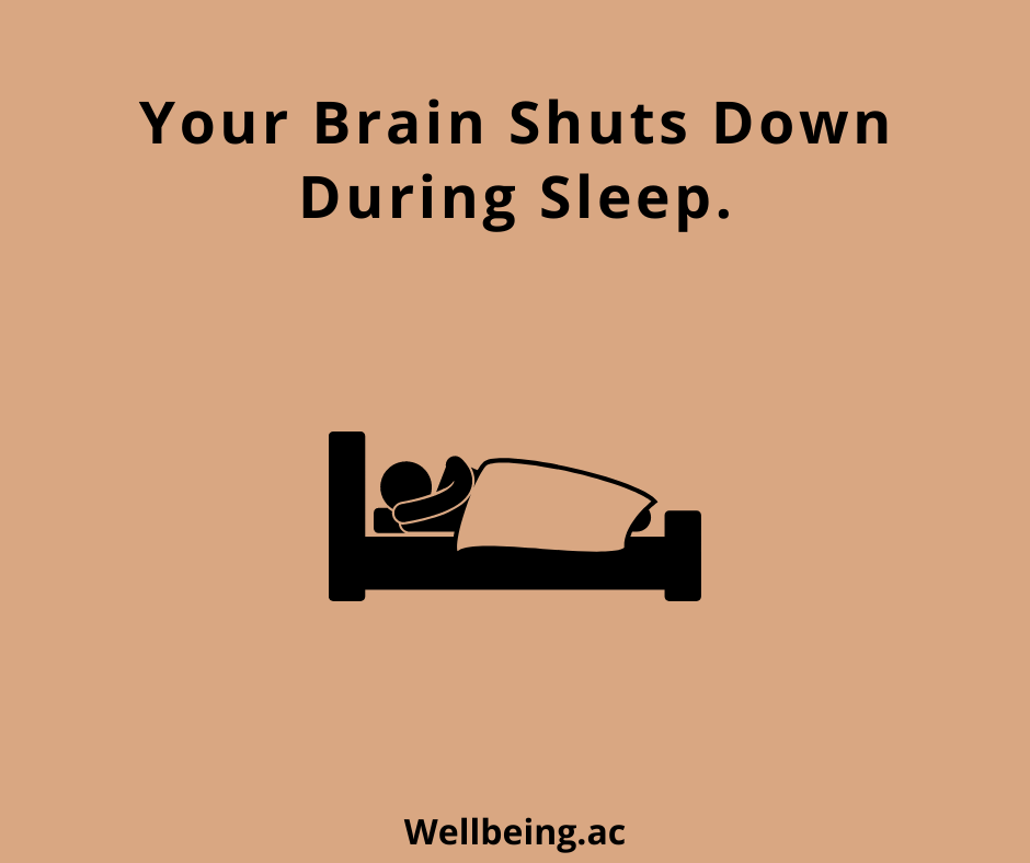 GoFlocker's tweet photo. The brain remains active during sleep. Its patterns of activity change during different sleep stages, and in rapid eye movement  sleep, brain activity ramps up to a level that shares similarities with when you're awake.
.
.
#wellbeingacademy #sleep #yoga #anxiety #meditation https://t.co/xTPnLx39fc