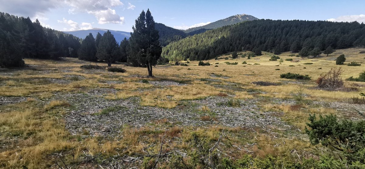 Marc Garriga 👣🐑🦇🏞️ tweet media