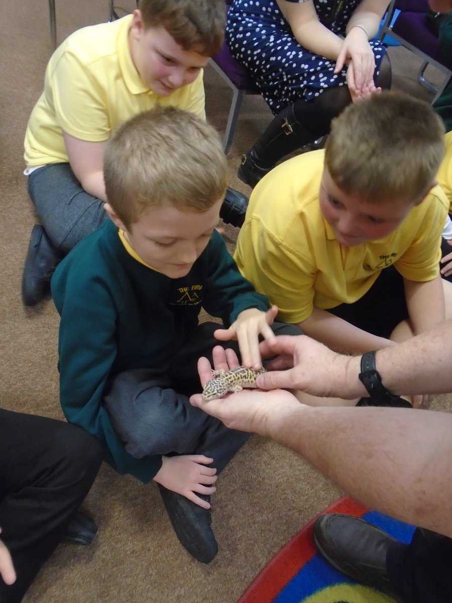 firsprimarysale's tweet photo. #MissButtersclass had some very creepy crawly visitors this morning.... tarantulas, giant African land snails, geckos, cockroaches, snakes, owls, stick insects and a tenrec! We all enjoyed learning about each animals and even got to hold some! https://t.co/oMS7tRCC6P