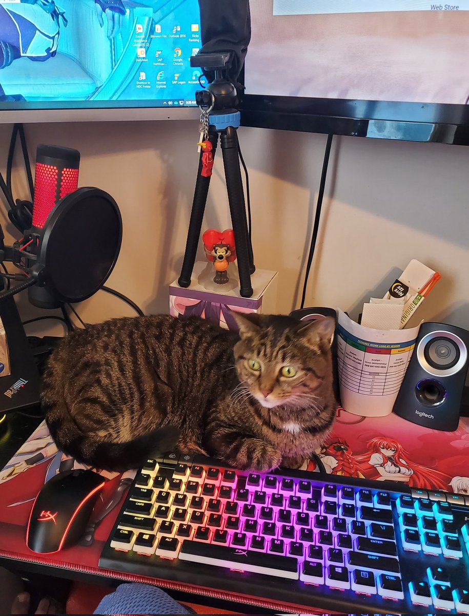 Dizzy327x's tweet photo. Apparently it's going to be one of those days.   
Ruby wants to help me work today https://t.co/YlRCWDqa8H