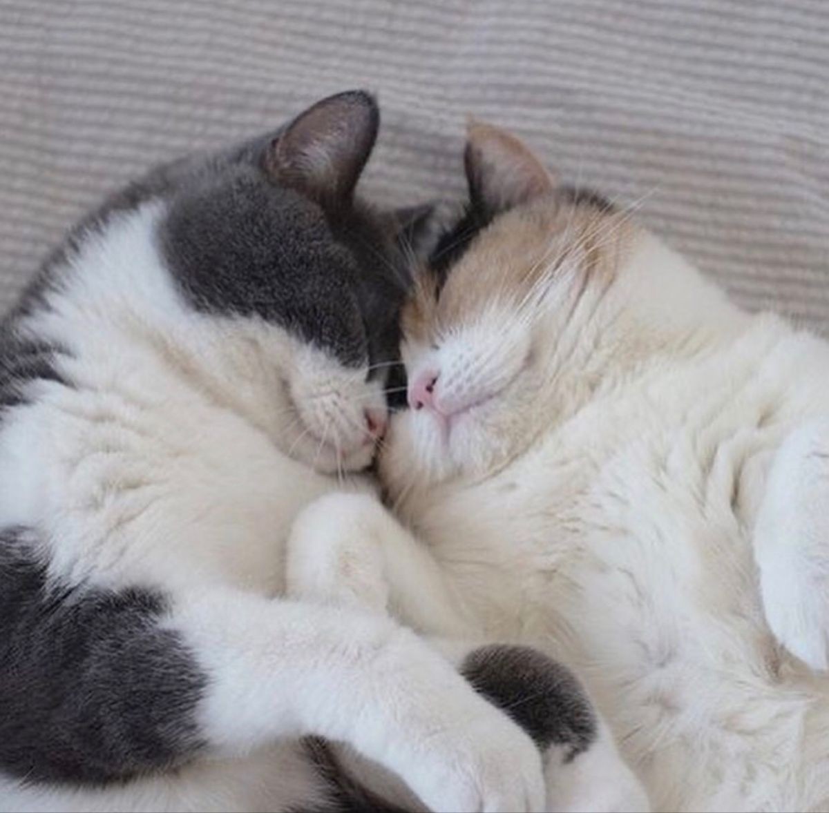 Котики обнимаются Мем