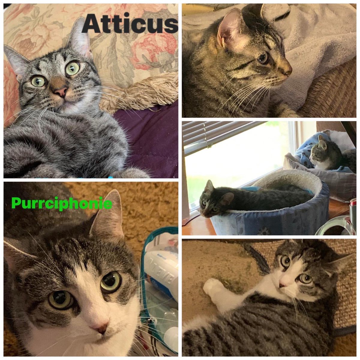 🐈‍⬛*Check meowt update*🐈 Atticus & Purrciphone (AAR names were Stormy & Shiner) are adult cats adopted in Sept 2021. See how happy these kitties are! From their family: ‘Purrciphonie is coming around, it is so nice. They play together. We love them so and they love us too. 😻😻’