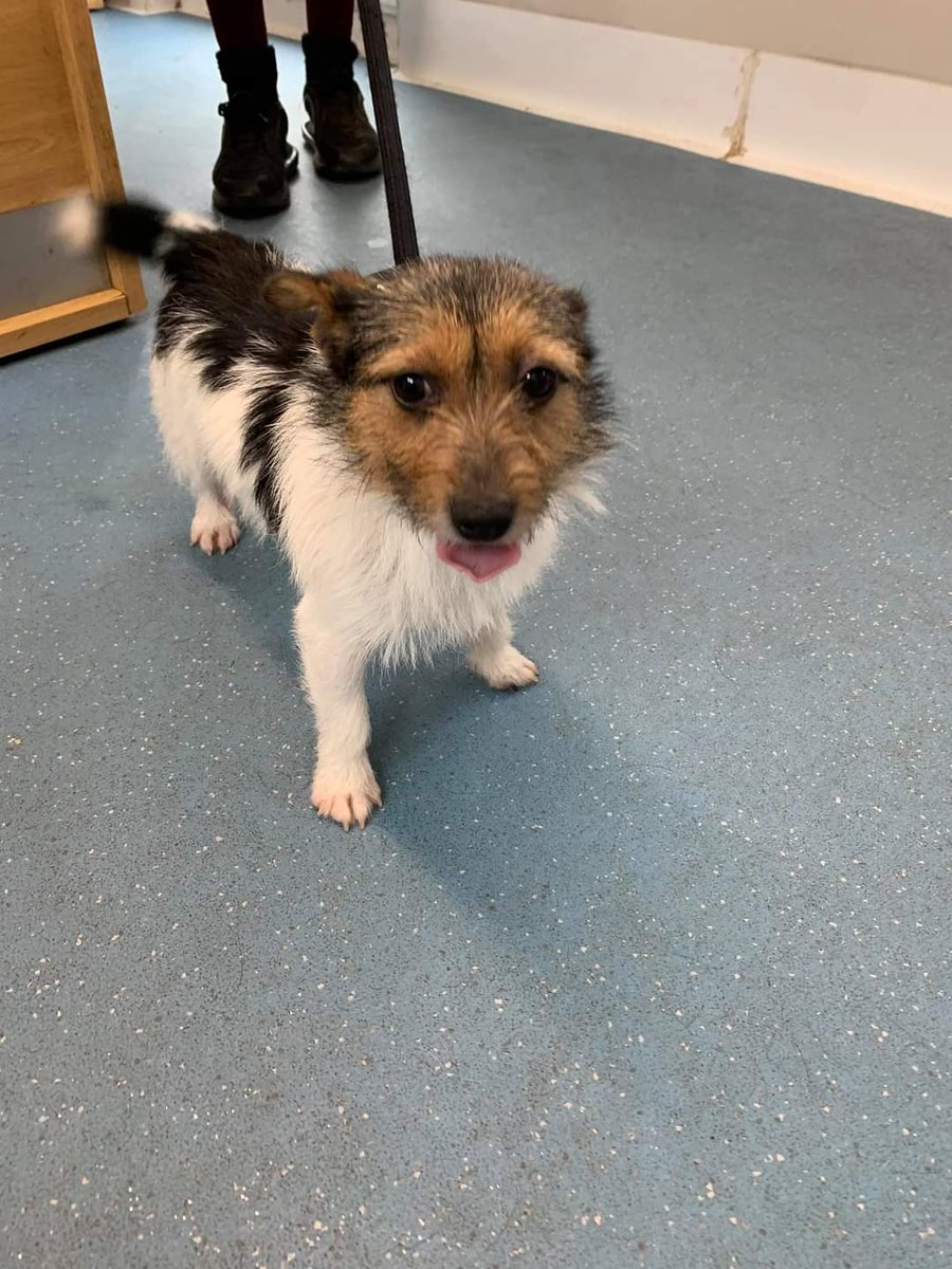 Missing Pets GB tweet media