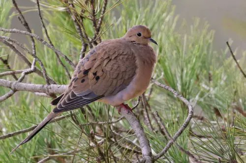 Feederwatch's tweet photo. Mourning Doves, a common feeder bird across North America, are often known for their soft, sorrowful, drawn-out calls. Have you ever heard one? They eat a wide variety of feeder foods, and can be attracted by scattering millet on the ground or platform feeders. 

📷 Joan Tisdale https://t.co/QEHfZyHCTP