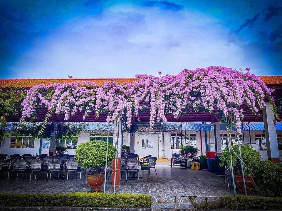 vcsomeswing's tweet photo. Hoa gì đẹp nhất https://t.co/AoT6C8d7YU