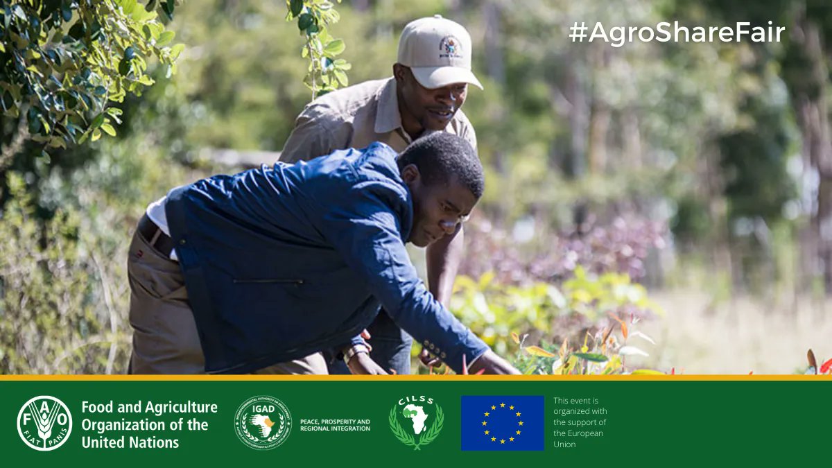 FAOAfrica's tweet photo. As part of efforts to promote agric knowledge sharing between East and West Africa, @FAO, @IGADSecretariat, and #CILLS organized the 2020 Horn of Africa and Sahel
Knowledge Share Fair and now you can experience it all online 👉
https://t.co/JiSv6MZ6xD https://t.co/lWarQCVWA4
