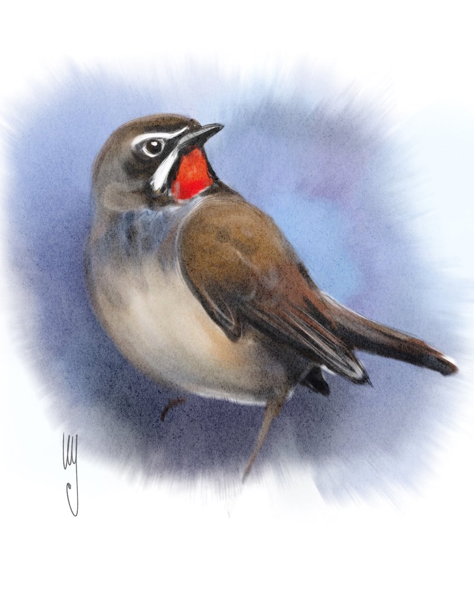 ammagenta's tweet photo. The Siberian rubythroat (Calliope calliope) breeds in Siberia. It winters in Thailand, India, Indonesia and Bangladesh. It is an extremely rare vagrant to Western Europe https://t.co/SdL7079Sbz