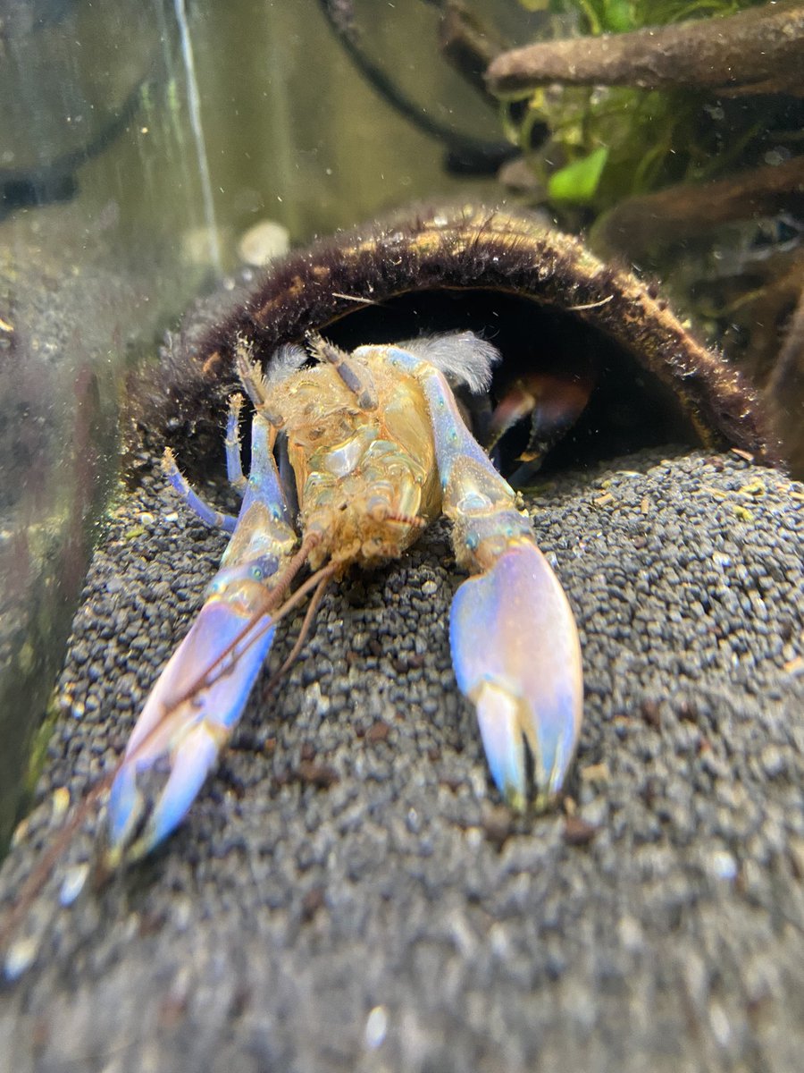 DominikaWalus's tweet photo. Rękawiczka #Tereski🦞
#CheraxBoesemani🦞 https://t.co/KL6mQycFwX