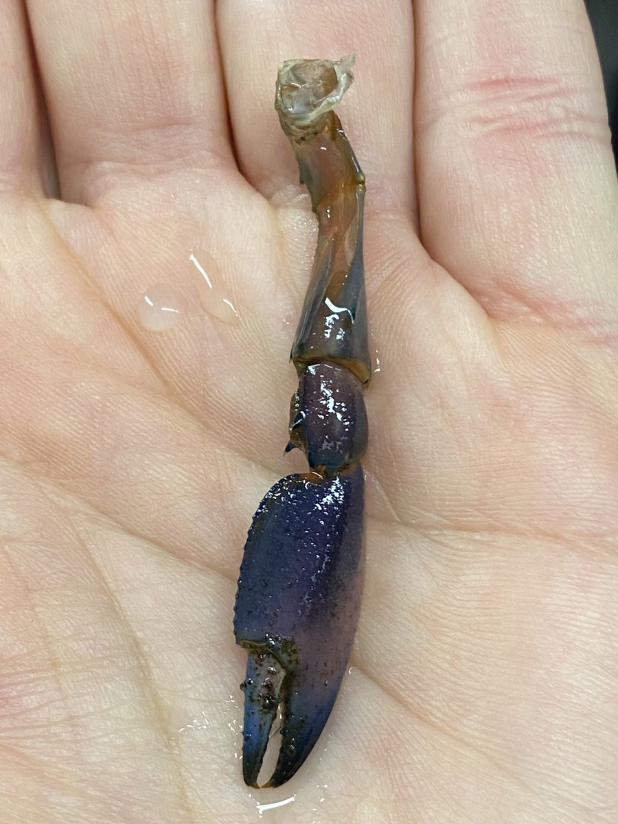 DominikaWalus's tweet photo. Rękawiczka #Tereski🦞
#CheraxBoesemani🦞 https://t.co/KL6mQycFwX
