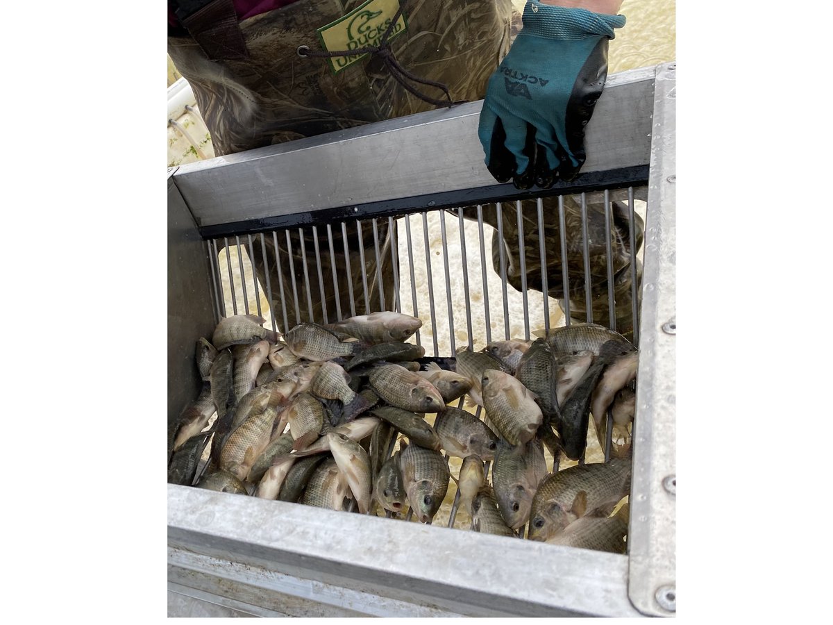 eagles_catch's tweet photo. In order to produce high-quality, healthy Tilapia, our fish are handled by hand with great care. When we sort, our Tilapia are out of the water as little as possible, and each fish is carefully handled in order to not damage scales. 

#responsibleseafood #ourteamcares https://t.co/Kv3KE2CTR9