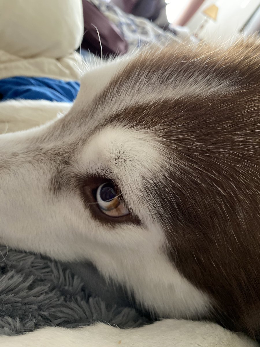 Sasha_Dominique's tweet photo. Impatiently waiting for me to get up 🤦🏻‍♀️ #SiberianHusky #LokiTheHusky https://t.co/Mr5KTCVsMX