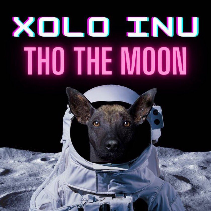 Ozanyaa's tweet photo. XOLO INU is your new 500x gem. Launched 12 hours ago. Already did 8x 🚀

$XL @ProjectXoloInu #XoloInu 

🚀 $XL is the next $shiba

🤑 Potential X500

💲8,000,000 MCap 

🔥 ATH: 0.003

Contract:

0x61ae5b63c8f7400c21613f882c9b0a8eec586a10

(Use 11% Slippage)

#BSCGems #BSCGem https://t.co/qW5072iE8v