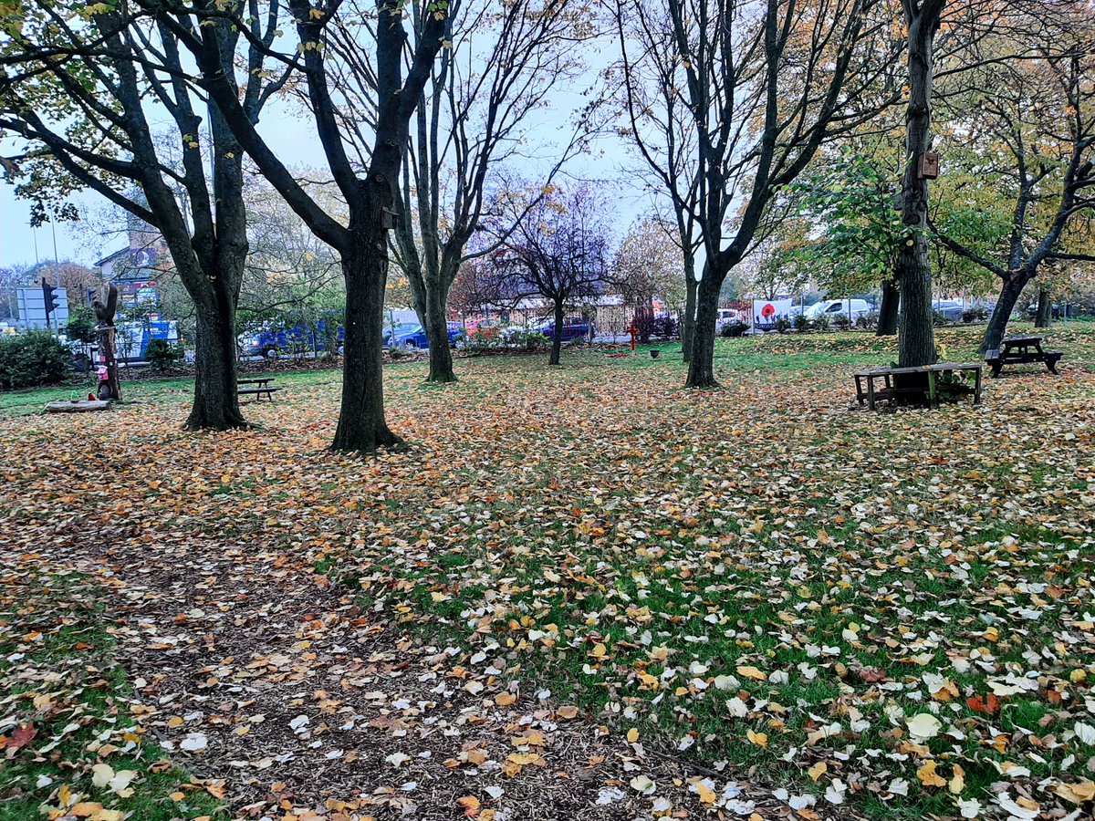 FiltonFerver's tweet image. A carpet of leaves at #FiltonCommunityGarden fancy helping with the raking and composting? contact  
facebook.com/filtoncommunit… or email communitygarden@filtontowncouncil.gov.uk @southernbrooks @CVS_southglos @UWEVolunteering @candobristol