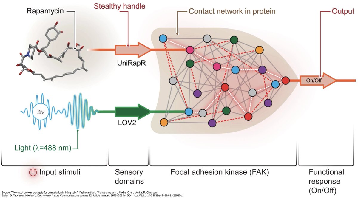 RoyalVoxPost's tweet image. #SyntheticBiology #MolecularComputing: scientists have designed a nanoscale computing agent that can control cell function and behavior, with potential applications for disease diagnostics, drug delivery, biosensing, and cellular engineering - nature.com/articles/s4146…