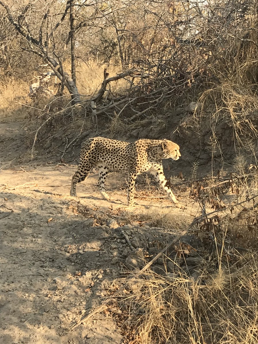 EllieMoran626's tweet photo. Did you know, that some male cheetah live together all their life it called a coalition! They protect and survive together. Here’s three brothers I came to see a lot in Karongwe game reserve, Limpopo #2021EBE #conservation #Cheetahs https://t.co/kByYi3H9sb