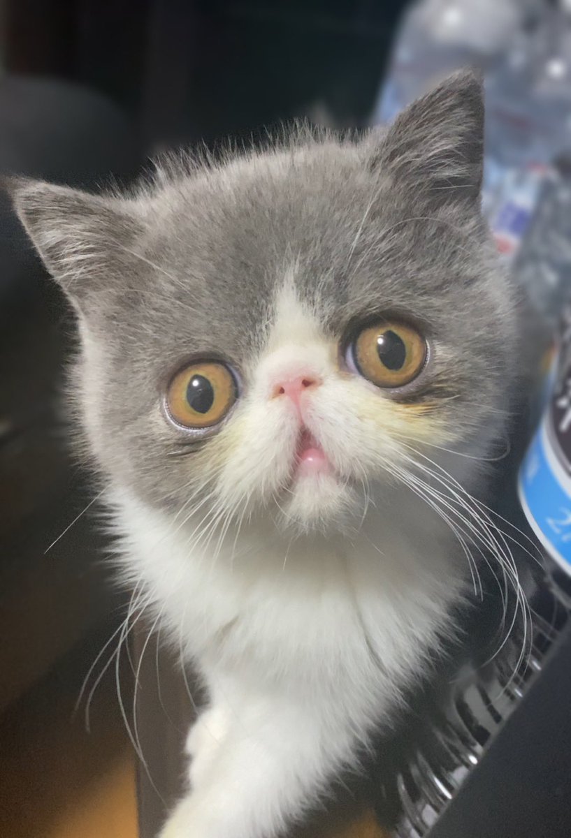 カプセルフィギュアの猫の横にいるエキゾチックショートヘアがそっくり この猫がかわいすぎてtwitterで15万いいねを集める人気者に Fundo