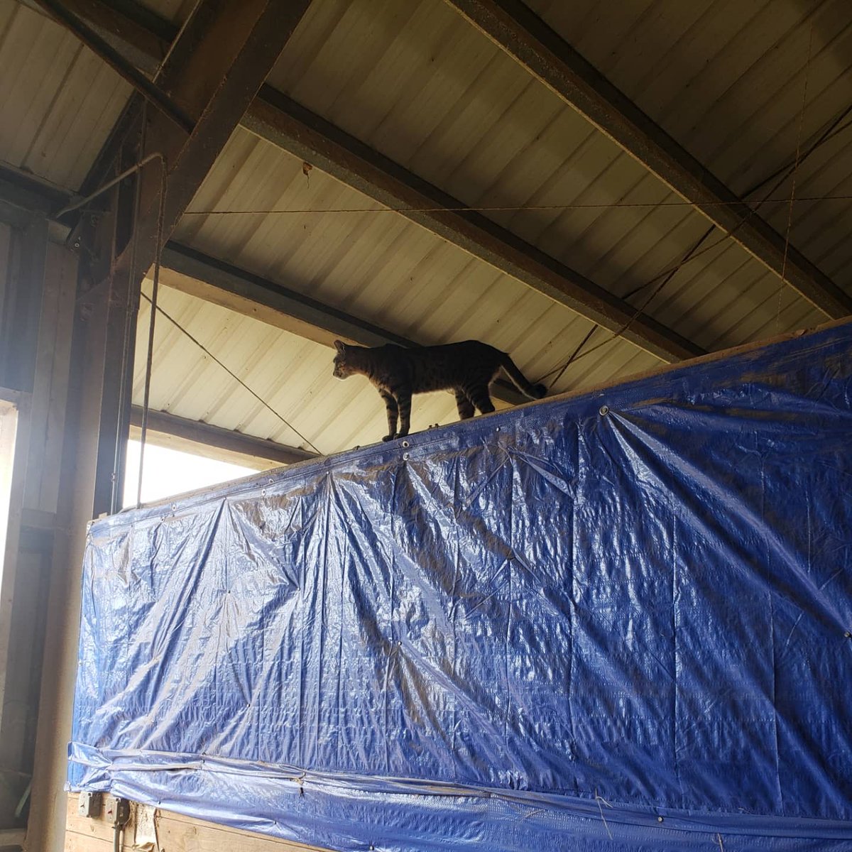 barncatlady's tweet photo. Tweety and his acrobatics! 😹
***
#barncatlady #catsofinstagram #CatsOfTwitter #barncat #communitycats #eartip #TNR #acrobatics #acrocats #amazingcat #tweety https://t.co/vtdqFHh3p5