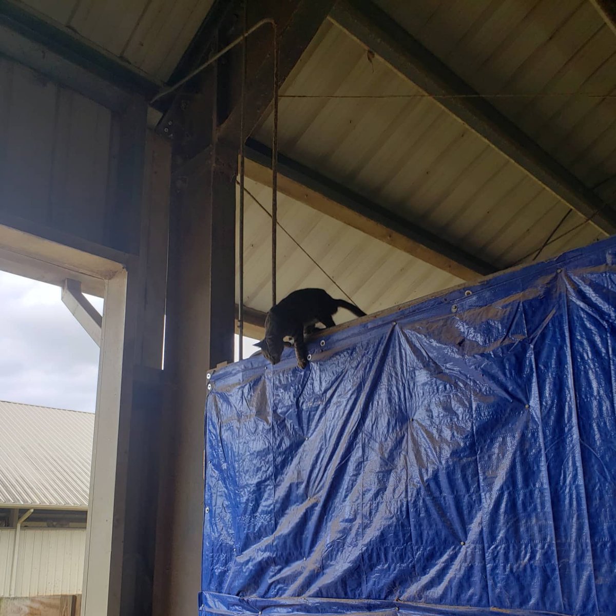 barncatlady's tweet photo. Tweety and his acrobatics! 😹
***
#barncatlady #catsofinstagram #CatsOfTwitter #barncat #communitycats #eartip #TNR #acrobatics #acrocats #amazingcat #tweety https://t.co/vtdqFHh3p5