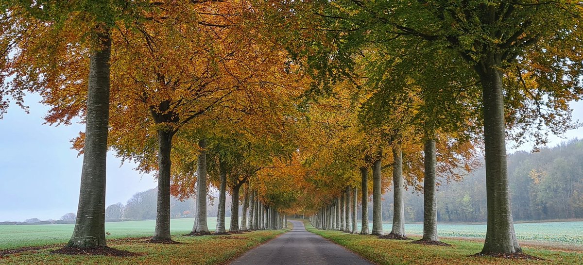 youngonesfive's tweet photo. That beautiful Beech Tree Avenue. My yearly visit to see them in all their autumnal beauty. @DorsetLifeMag @ThePhotoHour @StormHour #Autumn #Dorset #MoorCrichel #Trees #November2021 @Dorsetecho @BBCDorset #Samsung20plus https://t.co/1ZvJAhEYtB